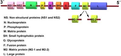 Innate Immune Evasion by Human Respiratory Syncytial Virus